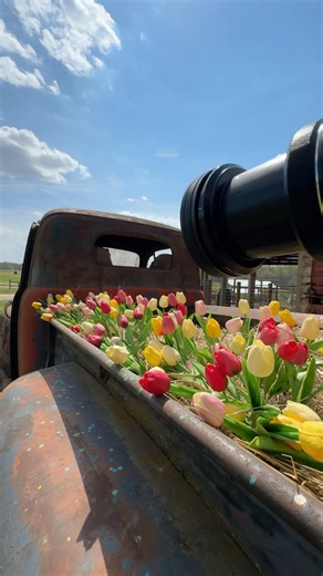 Tulips + Polarizer
