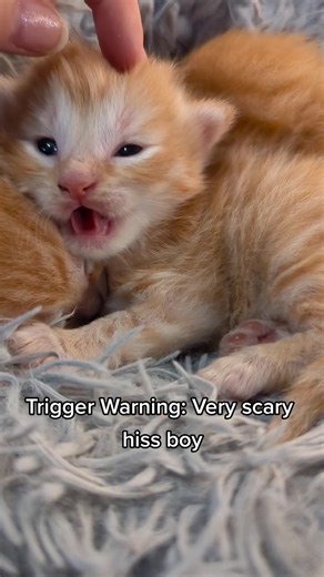 Scary Kitten Hiss Compilation: A Cute Yet Mischievous Display