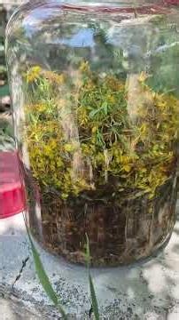 How do we prepare St. John's Wort oil? 🌼 #permaculture #organicfarming