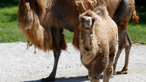 Blank Park Zoo is having a baby boom!