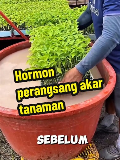 Hormon Perangsang Akar untuk Pertumbuhan Tanaman