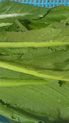 Fermented Shan mustard order accepted .. #ချက်မယ်စားမယ် #lwinlocalfood #greenmustard