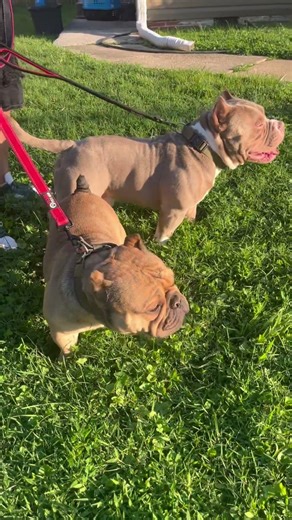 Pocket vs. Micro… same kennel, different beasts. 🔥 #BullyShowdown