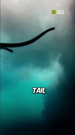 Snake That Can Swim Across Oceans 🐍