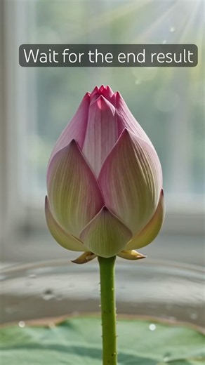 Growing lotus at home. Journey from seed planting to flower blooming #lotus #plants #flowers