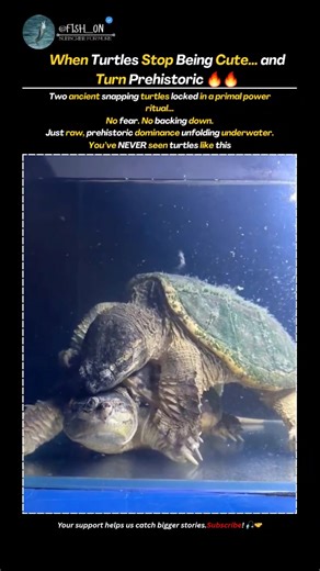 Snapping Turtles’ SHOCK Clash Caught on Camera! 😳🔥 | #snappingturtles #wildlife #ancientpredator