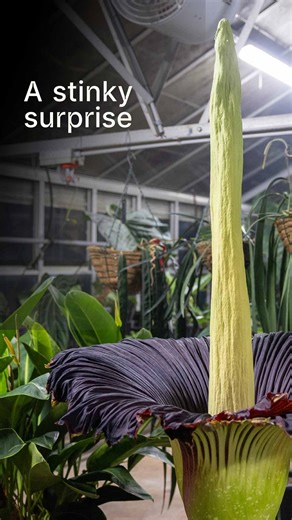 Third time’s the stink! In the dead of night on Sunday, 9 November, a spectacular, smelly miracle unfurled at the Royal Botanic Garden Sydney with our third Corpse Flower (Amorphophallus titanum) bloom of the year. Renowned for its perfume of decaying flesh and striking phallic form - the rare flowering event of this endangered species from West Sumatra marked another important milestone in our conservation journey with one of nature’s most dramatic performers. A Corpse Flower blooms just once e