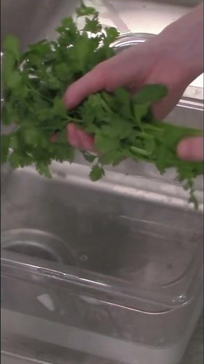 CFI Cooking Demo: How to wash cilantro