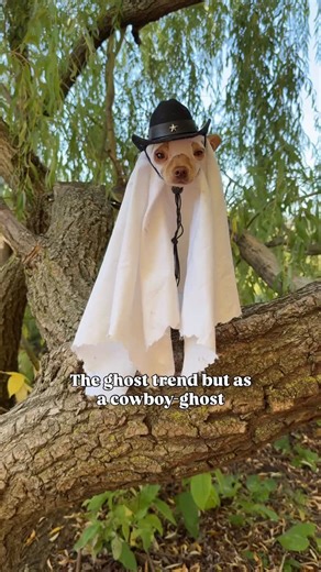 Eevee the little Chihuahua on Instagram: "Did the ghost trend but as a cowboy-ghost👻🤠 What do yall think? 😂 . . . . . . . . . . #ghosttrend #ghost #cowboy #halloween #chihuahua #dog #doglovers #cutedog #chien #montreal #fall #fallfashion #dogmodel #cute #spooky #autmn #doglover #petsofinstagram #dogsofinsta #pets #smalldog #dogmodel #funnydog #fyp #eeveethelittlechihuahua"