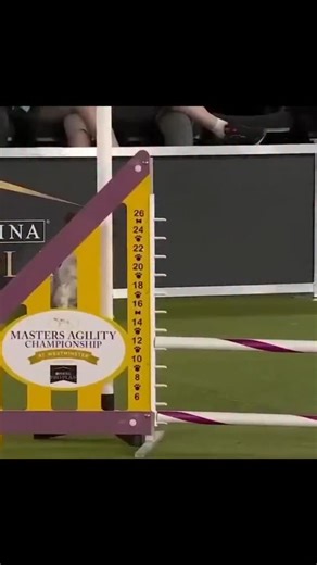 🇺🇸 Ever heard of a Papillon in agility? Probably not often – and that’s exactly why they’ll surprise you. 🦋💨 With their iconic butterfly-shaped ears and dainty build, Papillons might not be the first breed you expect on a fast-paced course. But don’t let appearances fool you: these tiny athletes are packed with energy, intelligence, and unbelievable speed. They may be rare in the agility ring – but when a Papillon runs, it’s like watching a butterfly take flight… and then win. 💡 Fun fact: T