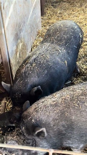 POT BELLY PIGGIES | Eating Lunch | COZY in the barn for WINTER