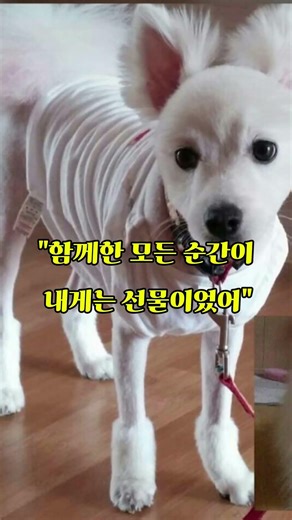 둥이야, 이젠 내가 지켜줄게 🐾 네가 있어서 행복했어 (반려견 추모 노래)
