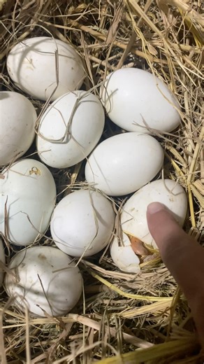 🐣 Listen to a baby duck calling its mom from inside the egg! #shorts