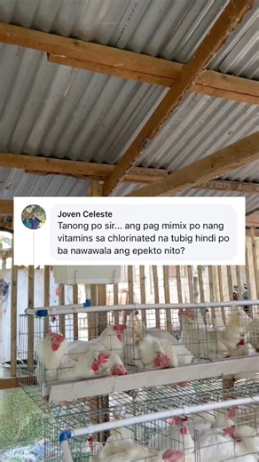Vitamins in chlorinated water for layer chicken #poultryfarming #RTLchicken #layerchicken | Dodong King