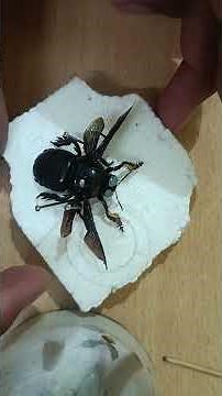 How to pin a carpenter bee for insect Collection |Entomology practical | Insect box #insects #bee