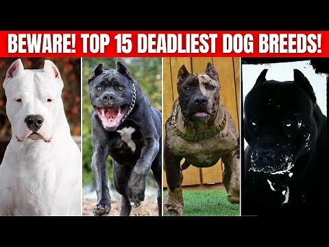15 most dangerous fighter dog breeds.
