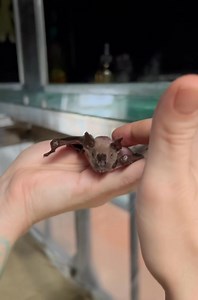 Senior Saturday: Harvey’s Highness Has Arrived 🦇Meet Harvey,🦇 Our rescued resident elder jamaican fruit bat and professional pampered prince. Every day, he enjoys his well-deserved senior ritual: a relaxing massage and a gentle skin moisturizing session to keep those delicate wings in top shape. Because age brings wisdom—and also a VIP spa pass. He may be a senior, but Harvey’s still got that batitude. 💕 #SeniorSaturday #HarveyTheBat #BatSpaDay #SeniorBatCare #ElderBatElegance | Bat World San