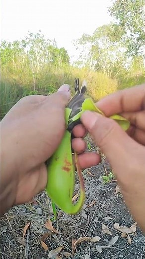 😨 A Hidden Bird May Be Trapped in This Plant! | Nature