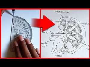 how to Draw kidney diagram easy method| kidney labelled diagram