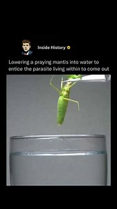 8.2M views · 27K reactions | Horsehair worms are known to manipulate...