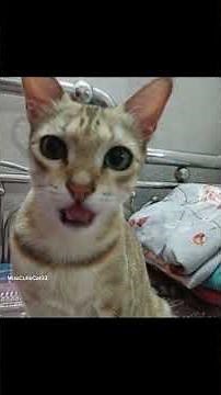 arrange marriage ya love marriage 👀 #shorts