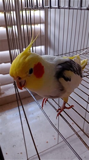 BIQUINHO DELE TODO LARANJA DE TANTO COMER CENOURA ❤️ #calopsita #birds #cute