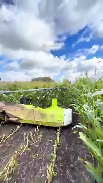 Maize harvest: The power of the CLAAS Jaguar