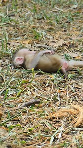 26K views · 1.5K reactions | Display of Affection Mother Monkey and Her Newborn Baby Sharing a Touching Bond | Monkey love | Facebook