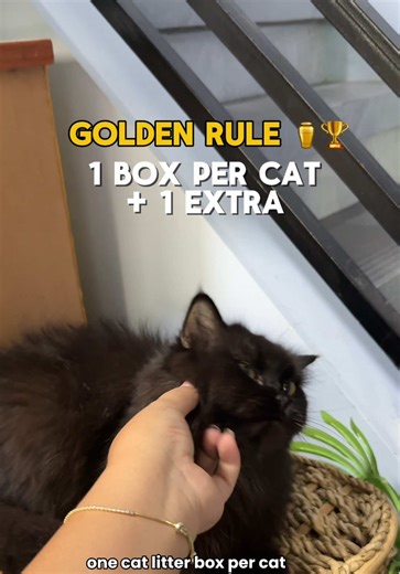 Creative Cat Litter Box Ideas for Small Apartments