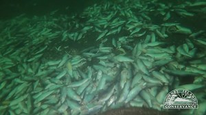Thousands of dead herring dumped off of Vancouver Island