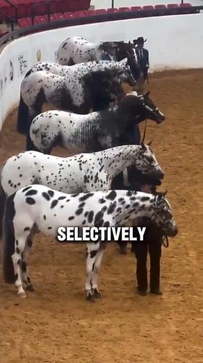 The Amazing Appaloosa Horse Breed #horse #shorts
