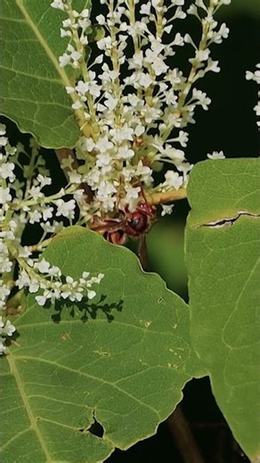 Whose bite is more dangerous than a wasp, bee, hornet or bumblebee shorts #shorts #insects #animals