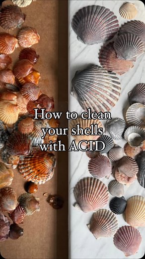 Lily O’Brien! on Instagram: "Dippin’ mini Bay Scallops🐚✨ I’ve gotten lots of questions on how to clean your shells yourself, how to be safe with the acid, how long to dip for, etc etc… So I’m going to try to lay it out for ya a little… First you need atleast 2 glass containers, one for your acid, the other for your water to rinse. You’ll need some gloves or hand protection, a mask & eye protection is recommended if it makes you feel comfortable, I’ve been using a ziploc bag over my hand since I