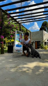 1.4M views · 67K reactions | Mais um dia de piscina com meus cães 浪 | Maori Blue | Facebook