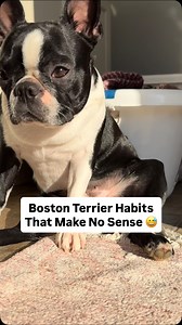 Which ones does your Boston do? Bostons are little comedians and one of their best traits is the silliness that will make you laugh everyday! 🤭❤️ #bostonterrier #bostonterriersofinstagram #sillydogs #dogbehavior #dogsofinstagram #bostonterrierlife #bostonterrierlove #doglife #dogfacts | The Happy Boston Terrier