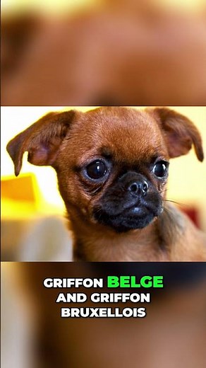 Griffon Bruxellois vs Griffon Belge vs Petit Brabancon