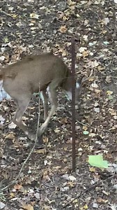 This morning little after dawn I had a buck pass through I thought looked different. When he came back by I could tell his face was grey. Then after I videotaped him I realized his chin and behind his ears had unique white coloring on them. | Walkers Wildlife Control