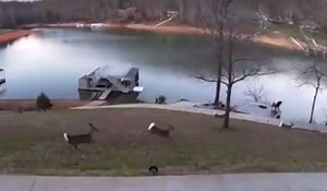 Video: Deer Poachers Caught in the Act by Home Surveillance System | OutdoorHub