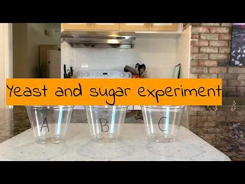 yeast and sugar experiment