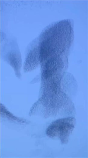 Secret behind birds🐦‍⬛ #coding #algorithms #machinelearning #programming #naturelovers