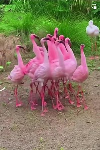 So beautiful bird colorfully | Amazing World