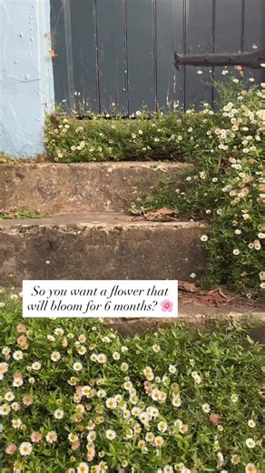 🐞The Erigeron started to flower in May and here we are almost in November and it's still going strong 🙌🏼 And looking as beautiful as ever 🤍 Seeds available from www.bishybarnabeescottagegarden Small single daisy-like flowers with a hint of pink.....wonderful for pots, hanging baskets and borders 🌸 And PERFECT for placing in little nooks and crannies of old walls or tumbling over steps and pathways 🌱 🐞Sow Jan-July or later in the autumn for flowers the following year 🐞Sow into moist, well