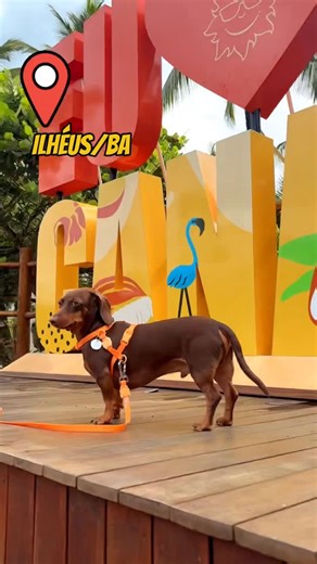 Paçoca, o Salsicha | Pet Influencer | Eu fui passar uns dias num resort e descobri que cachorro também pode ser hóspede, não só acompanhante. Esse é o @canabravaresort ! Pé na... | Instagram