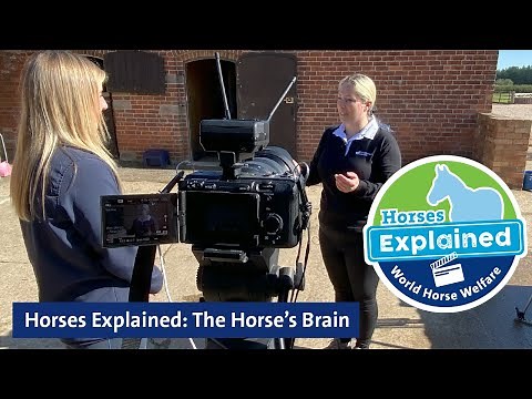 Horses Explained: The Horse’s Brain