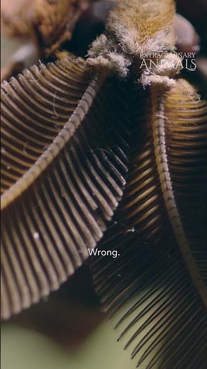 Extraordinary Animals: Hercules Moth