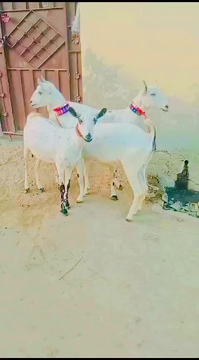 haji.asad.bari.goats.form❤️ (@haji.asad77)’s videos with original sound - Team_Irfan_Bughio