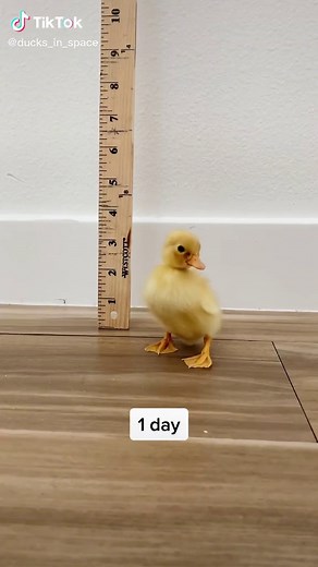 From duckling to adult in 45 days #fypシ #petsoftiktok #duck #asitwas #notthesame