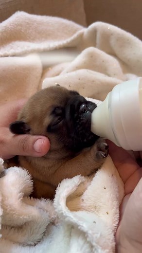 Frenchie Puppy Nursing from a Bottle Throwback