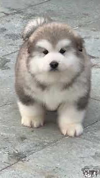 DAILY INTERNET DOGS DAY 65