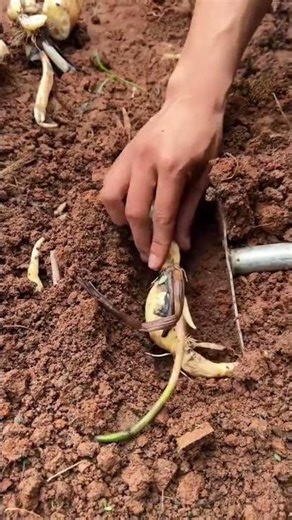 The high quality lotus root cultivation technology